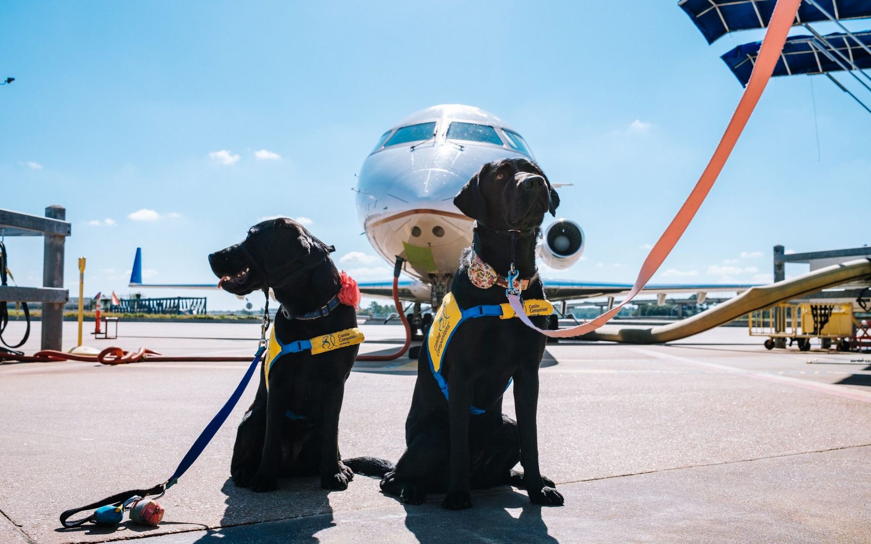 A dog and a cat waiting beside their travel crates at the airport