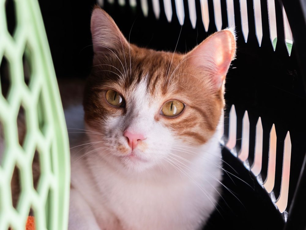 A cat resting inside a ventilated travel crate