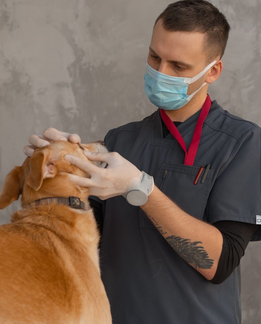 A vet completing a pre-flight health check on a dog