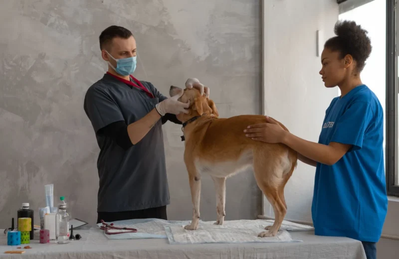 Veterinarian examines a dog assisted by a professional in a clinic setting.