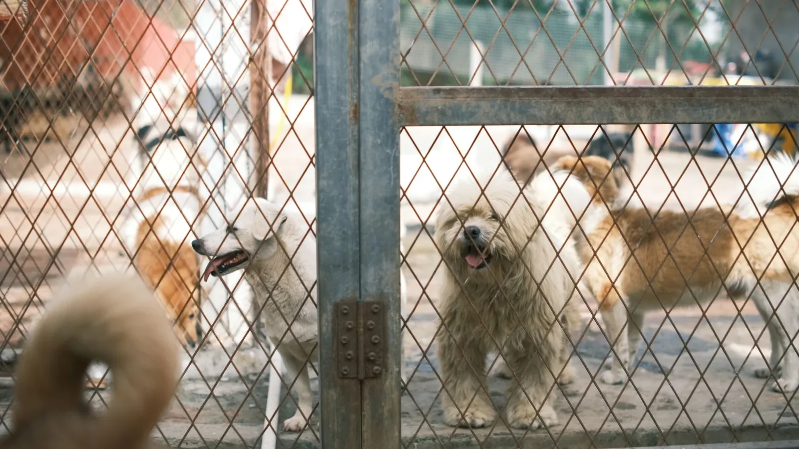 A group of happy dogs standing behind a fence in an animal shelter yard.