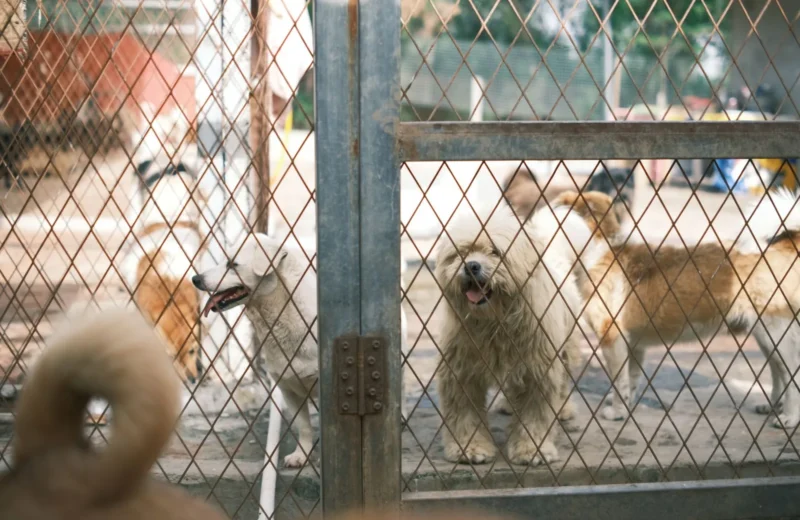A group of happy dogs standing behind a fence in an animal shelter yard.