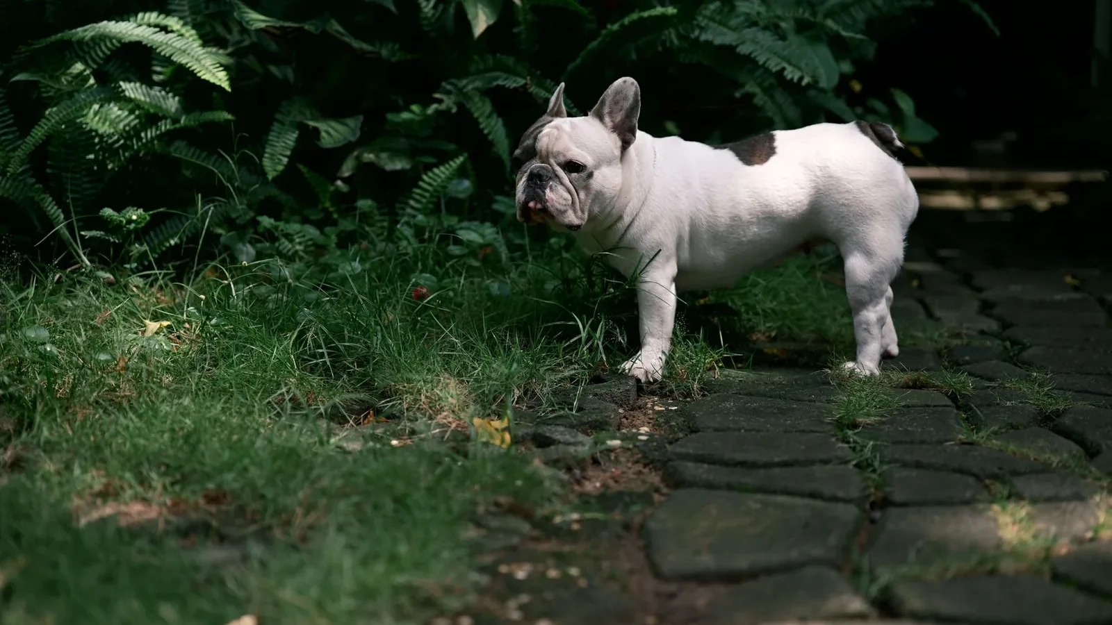 French Bulldog in a garden setting, standing on a stone path surrounded by greenery.