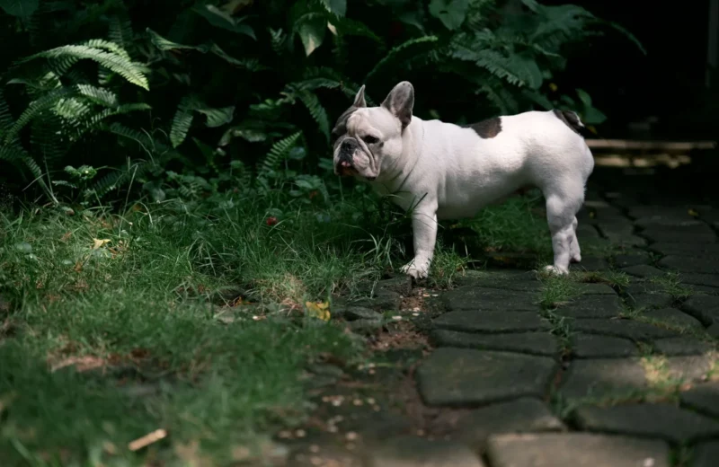 French Bulldog in a garden setting, standing on a stone path surrounded by greenery.