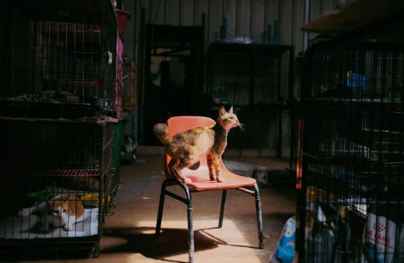 A cat stands on a chair surrounded by cages in an animal shelter, captured during the day.