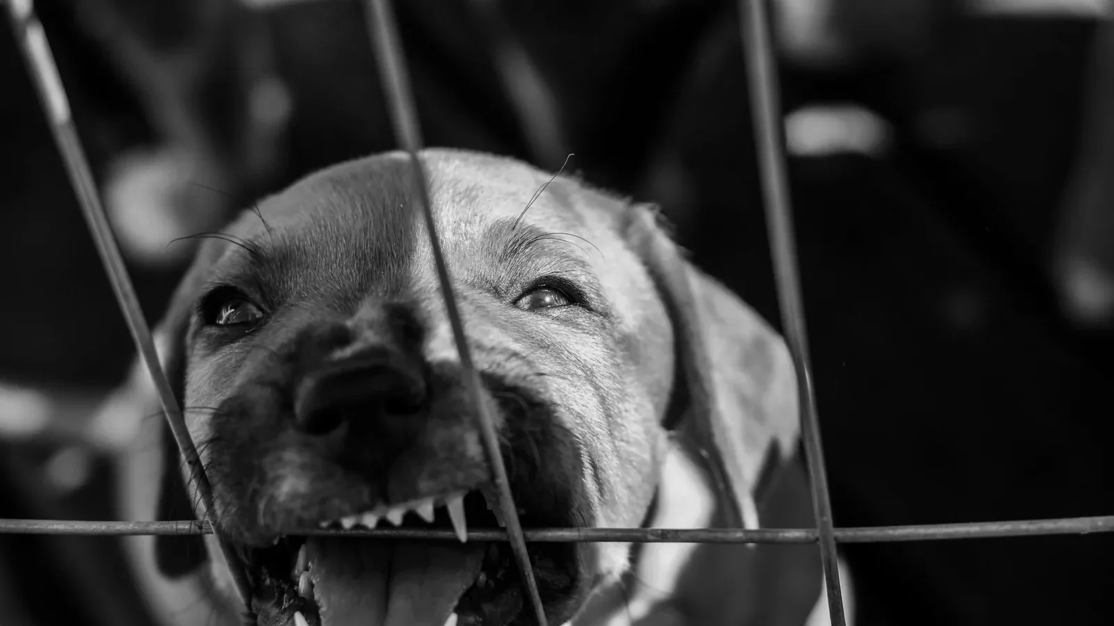 A black and white close-up of a dog showing its teeth behind a cage.