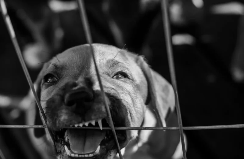 A black and white close-up of a dog showing its teeth behind a cage.