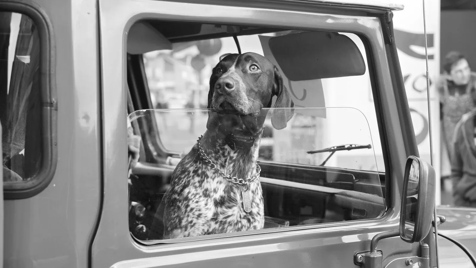 A dog looking out a car window in a classic black and white photograph, capturing curiosity.