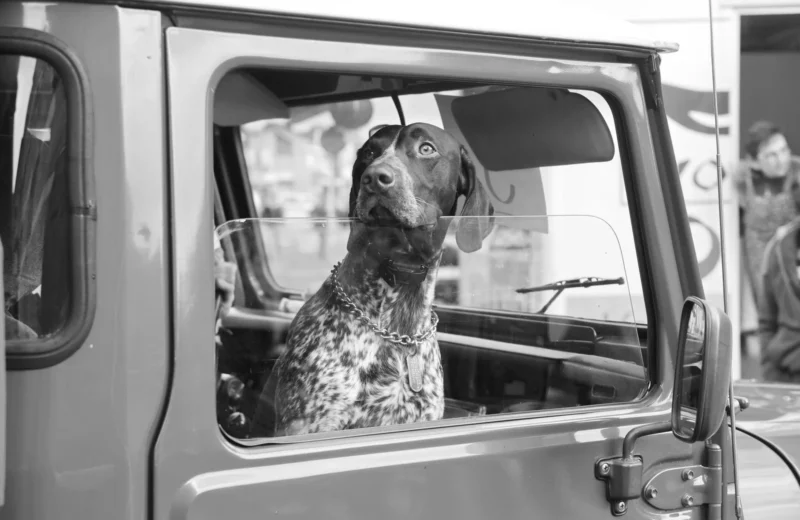 A dog looking out a car window in a classic black and white photograph, capturing curiosity.