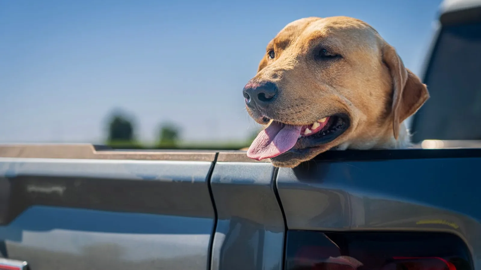 A cheerful Labrador Retriever dog with tongue out, enjoying a ride in the pickup truck under clear blue skies.