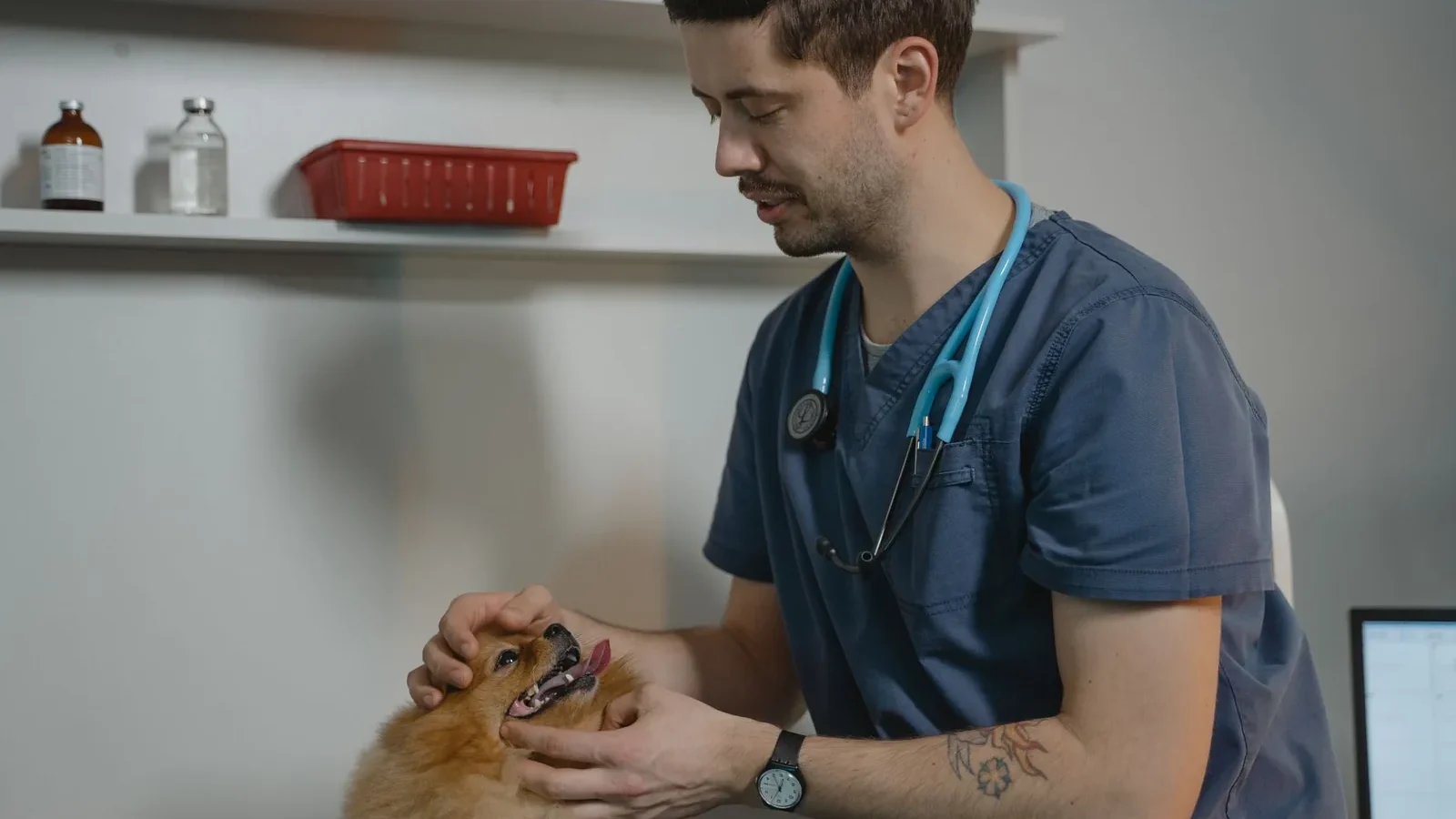 Vet examines a Pomeranian dog in a clinic setting, showcasing animal care.