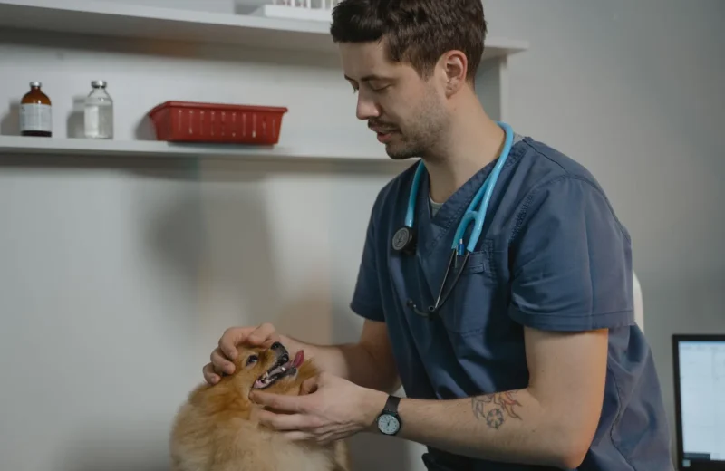 Vet examines a Pomeranian dog in a clinic setting, showcasing animal care.
