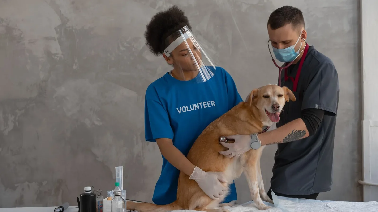 Veterinarian and volunteer examine dog using PPE in clinic setting, promoting pet care.