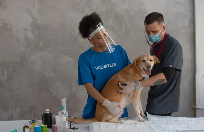 Veterinarian and volunteer examine dog using PPE in clinic setting, promoting pet care.