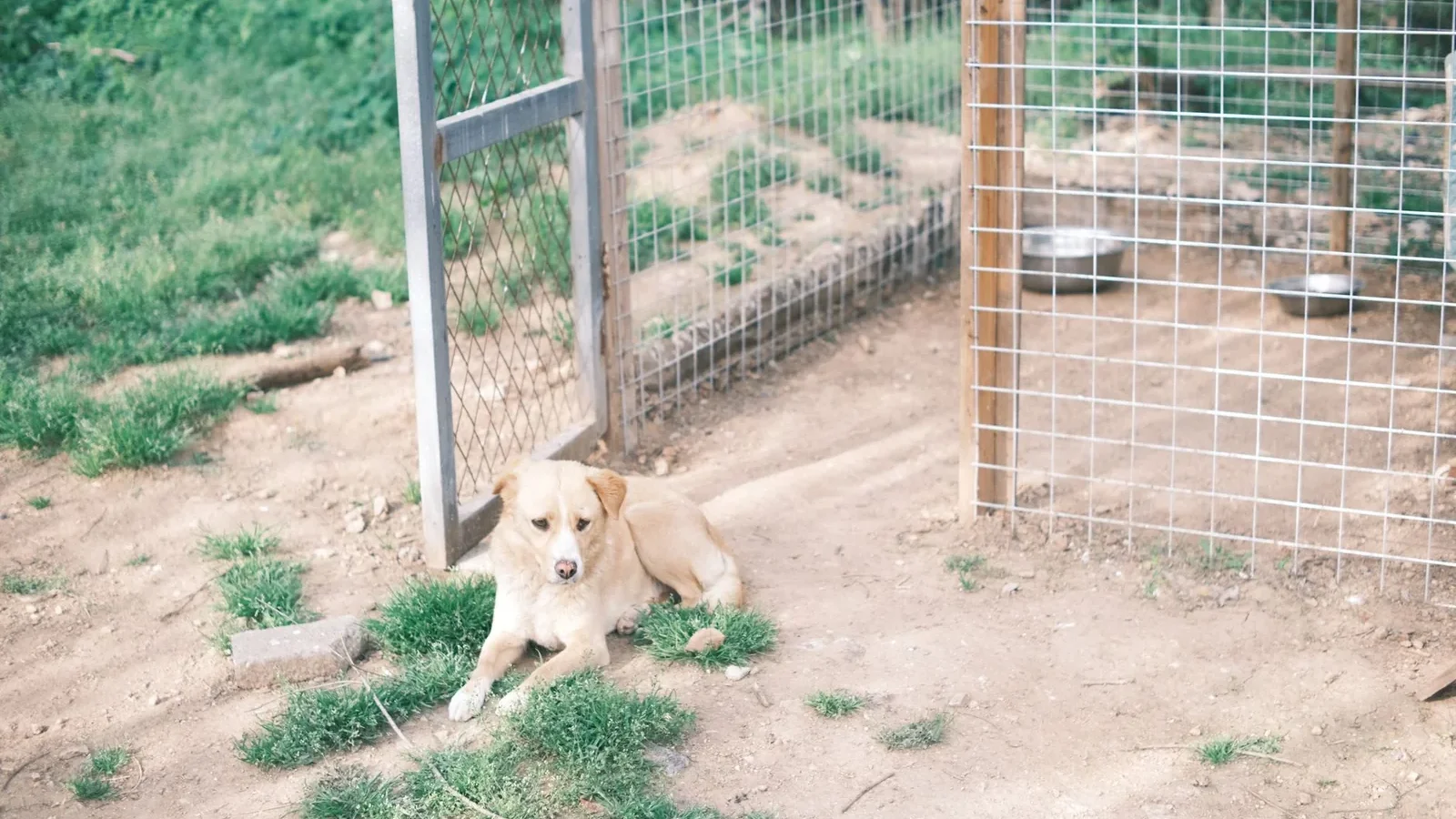 A cute dog relaxing in front of an open kennel on a sunny day.