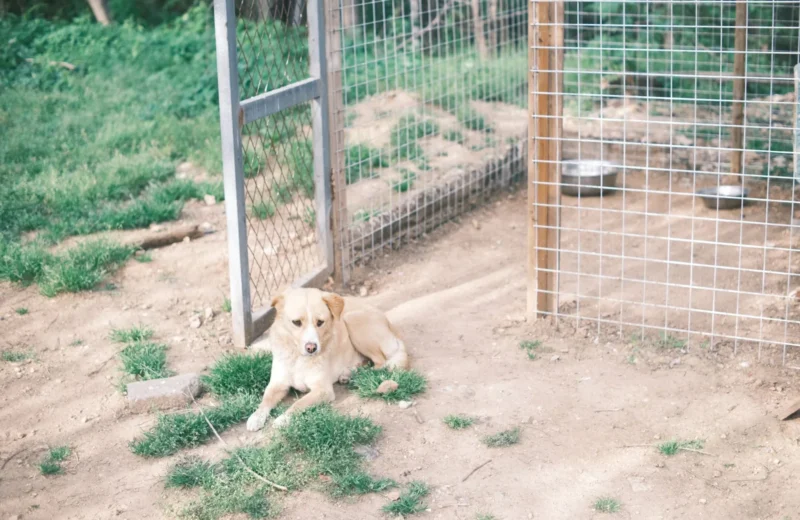 A cute dog relaxing in front of an open kennel on a sunny day.