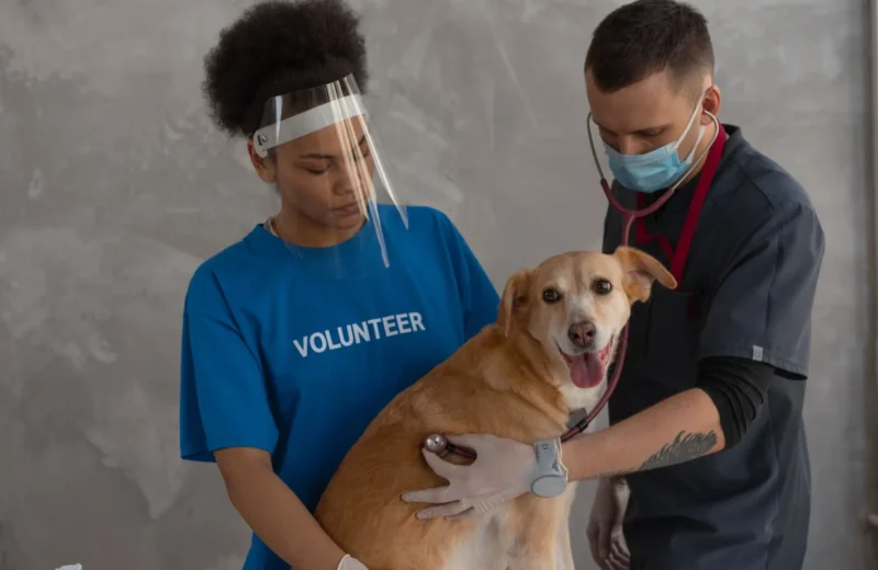 Veterinarian and volunteer care for a dog during a check-up at the clinic.