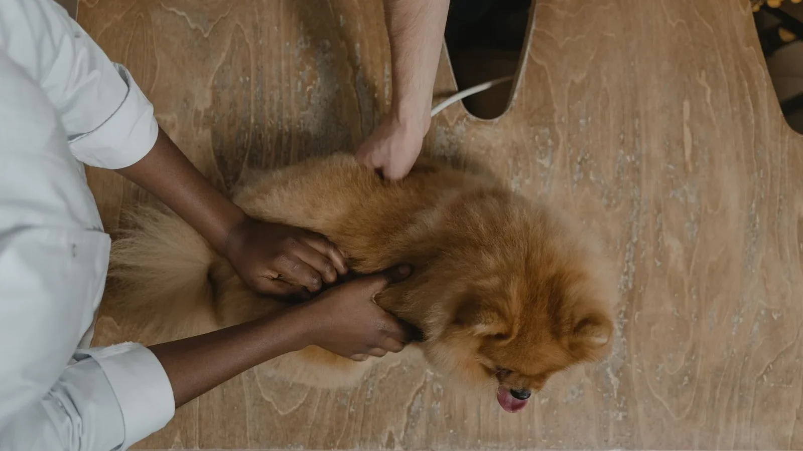 Veterinarian inspecting a Pomeranian on a wooden table, showcasing care in pet healthcare.