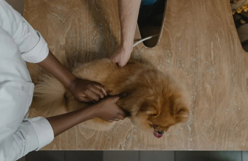 Veterinarian inspecting a Pomeranian on a wooden table, showcasing care in pet healthcare.