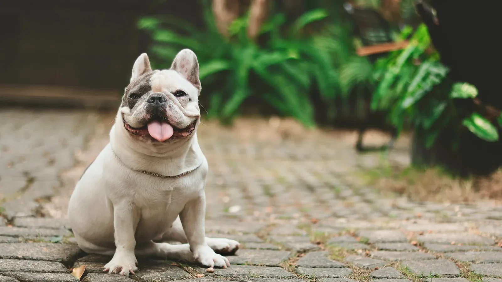 Happy French Bulldog with tongue out sitting on cobblestone path during the day.