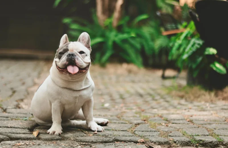 Happy French Bulldog with tongue out sitting on cobblestone path during the day.