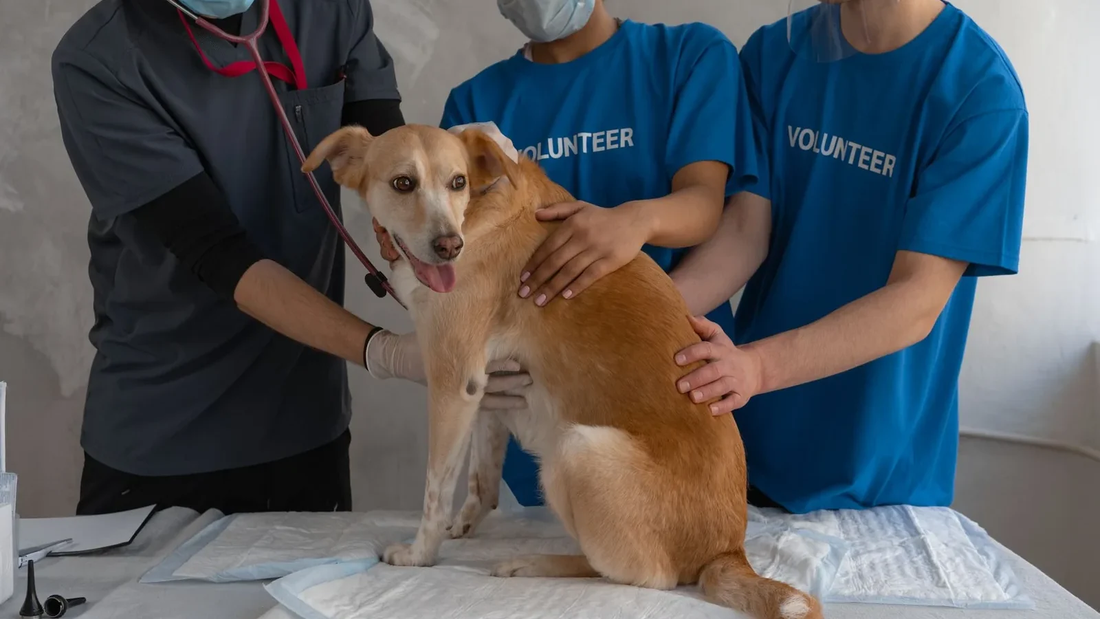 Veterinarian and volunteers caring for a dog during a check-up at a clinic.
