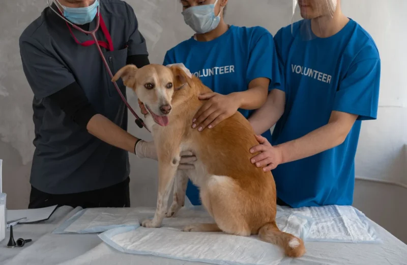 Veterinarian and volunteers caring for a dog during a check-up at a clinic.