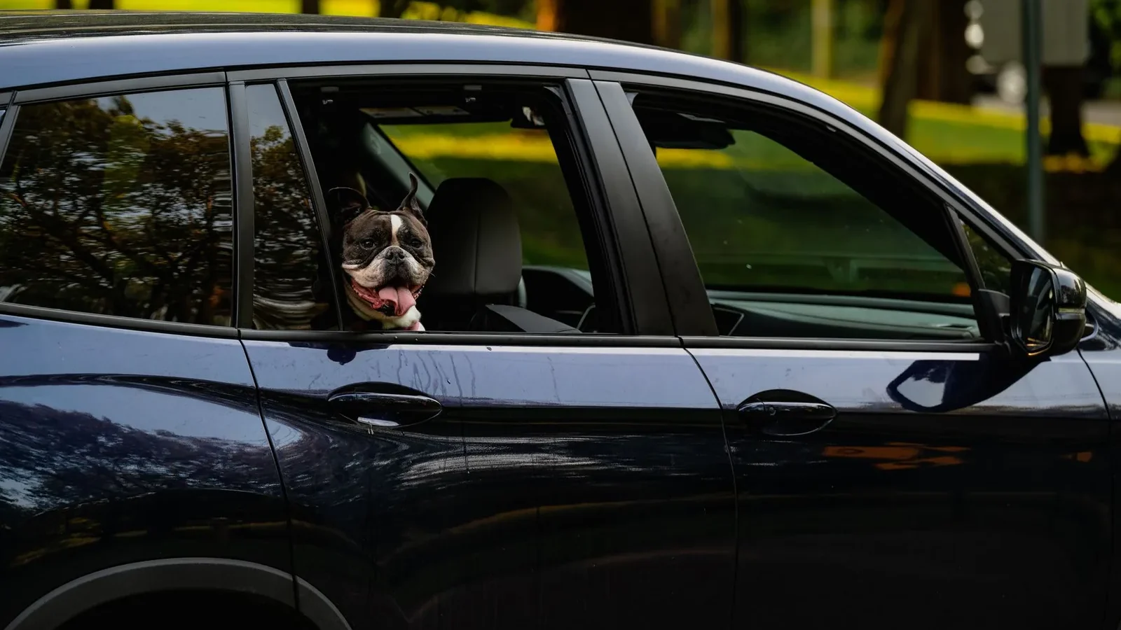 Boston Terrier peeks through open window of a sleek black car during a sunny day.