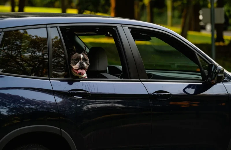 Boston Terrier peeks through open window of a sleek black car during a sunny day.