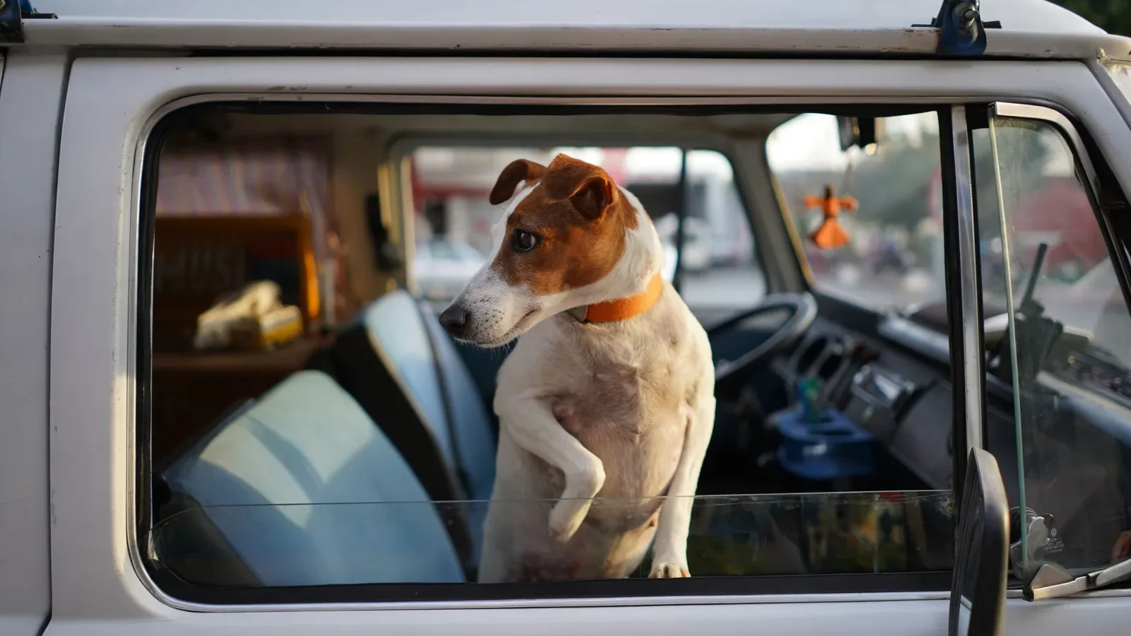 A curious Jack Russell Terrier peeks out from a vehicle window, capturing a moment on a sunny day.
