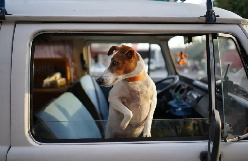 A curious Jack Russell Terrier peeks out from a vehicle window, capturing a moment on a sunny day.