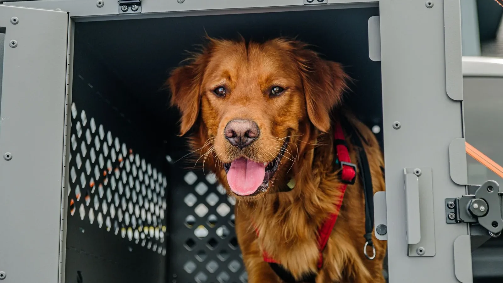 Golden Retriever in a secure, collapsible dog crate for safe travels.
