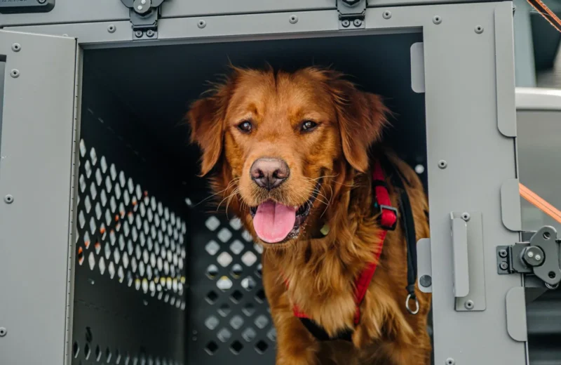 Golden Retriever in a secure, collapsible dog crate for safe travels.