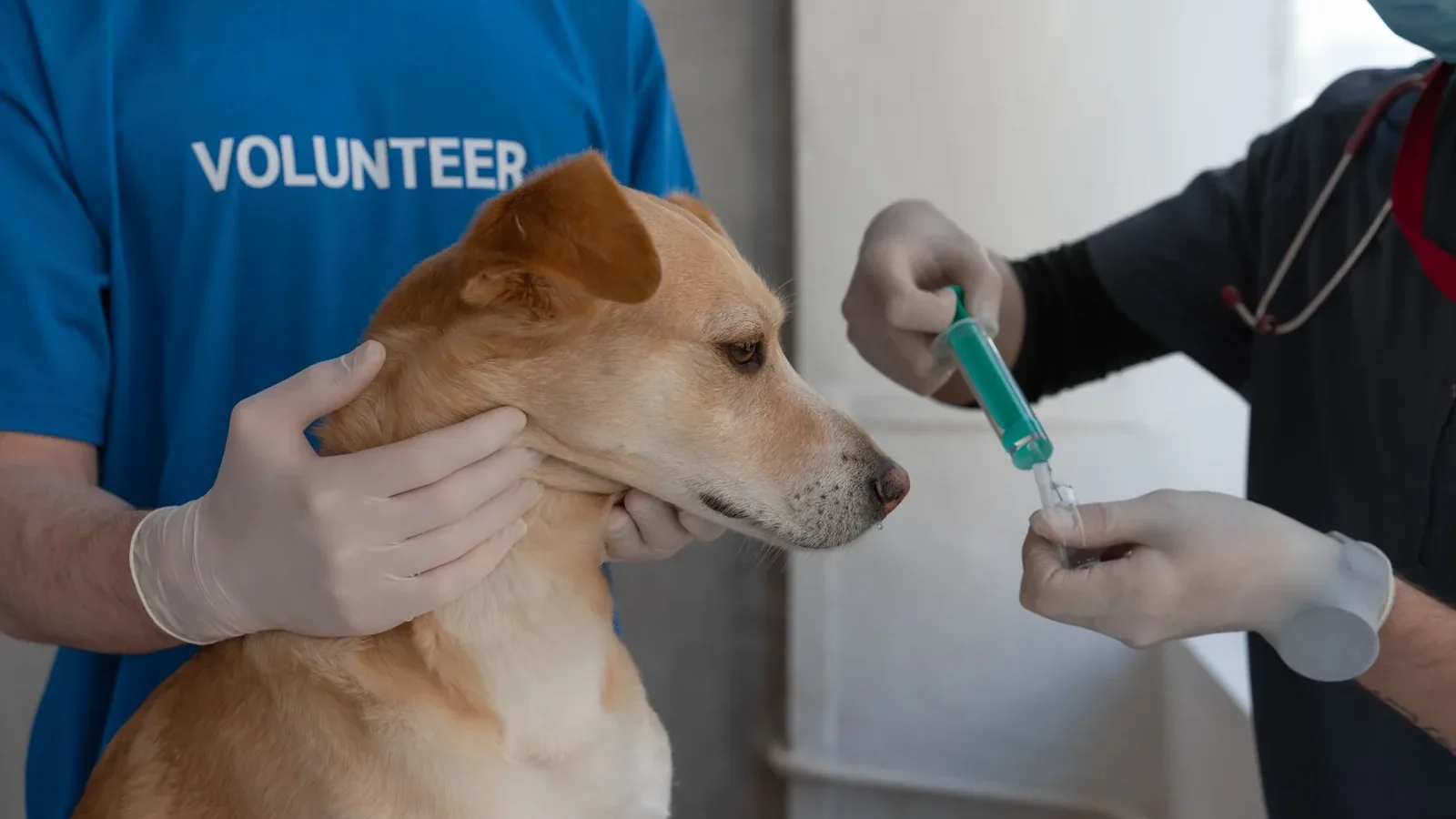 A veterinarian prepares to vaccinate a dog, assisted by a volunteer in a clinic setting.