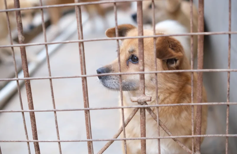Adorable dog in a cage at an animal shelter looking pensively outside.