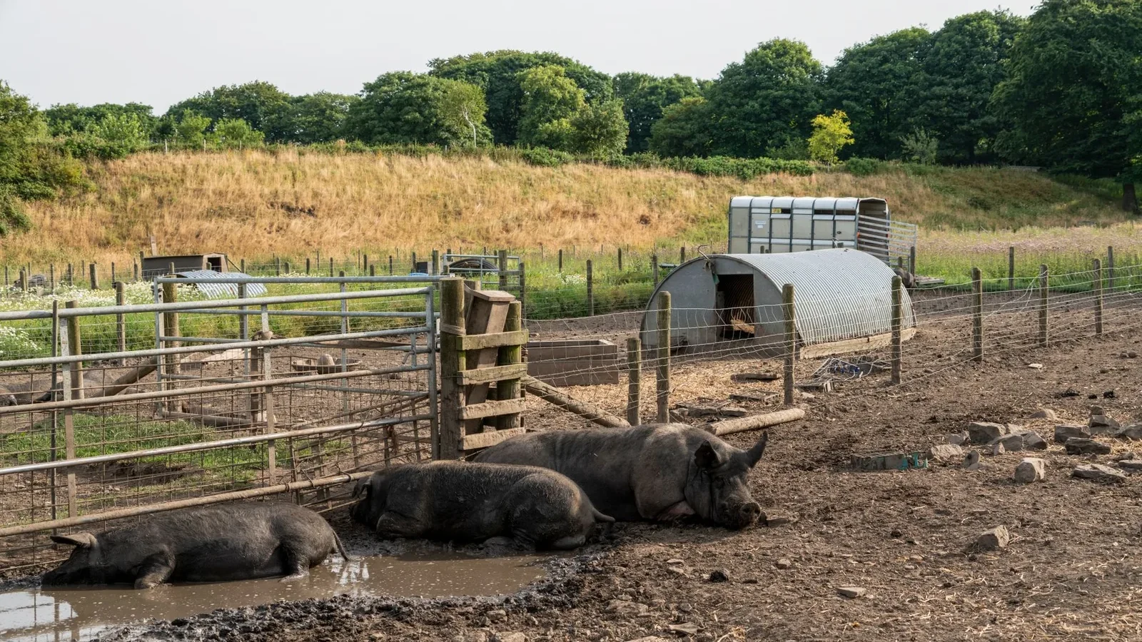 Three pigs relax in a muddy rural farm setting with greenery in the background.
