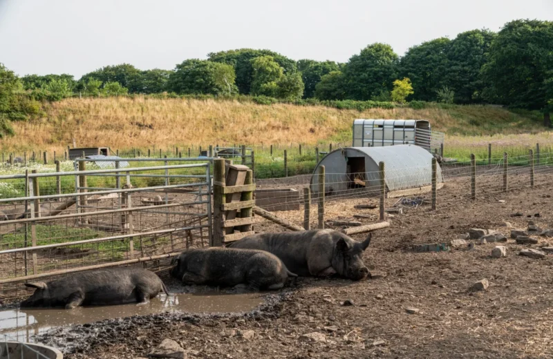 Three pigs relax in a muddy rural farm setting with greenery in the background.