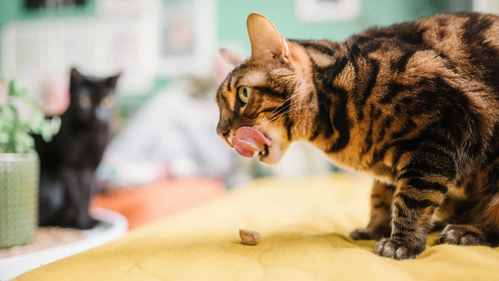 Close-up of a Bengal cat licking its lips indoors on a yellow blanket with a black cat in the background.