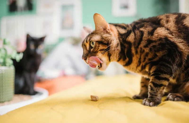 Close-up of a Bengal cat licking its lips indoors on a yellow blanket with a black cat in the background.