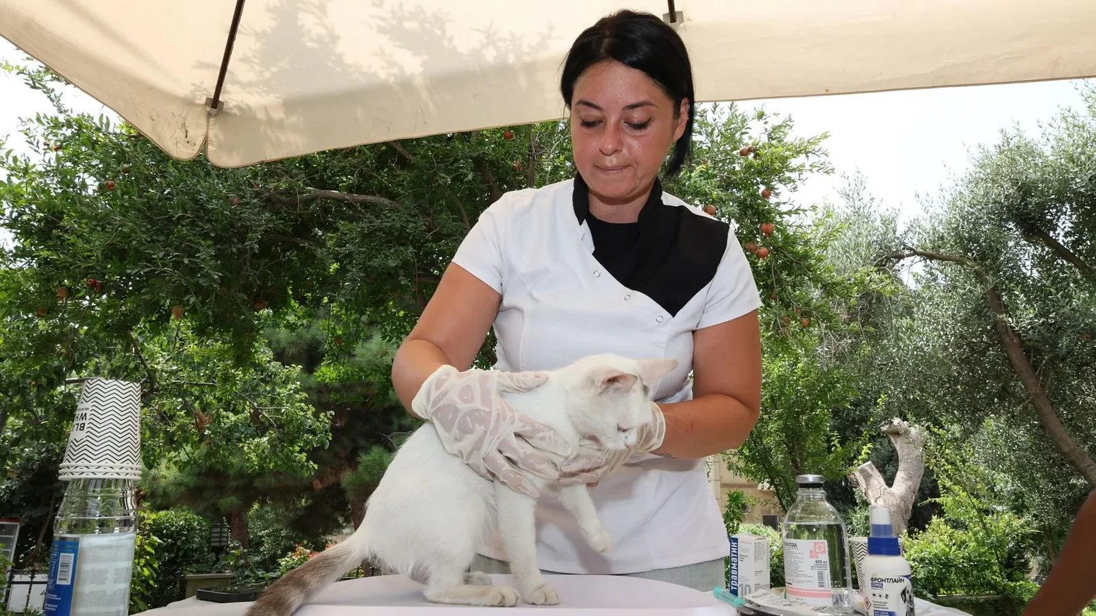 A veterinarian performs a health check on a cat under an outdoor canopy.