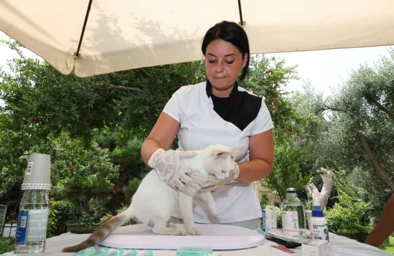 A veterinarian performs a health check on a cat under an outdoor canopy.