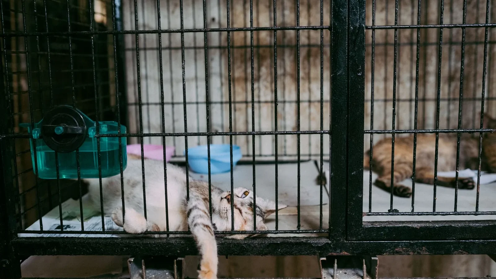 Two cats lounging inside a metal cage with bowls, showcasing domestic pets in captivity.