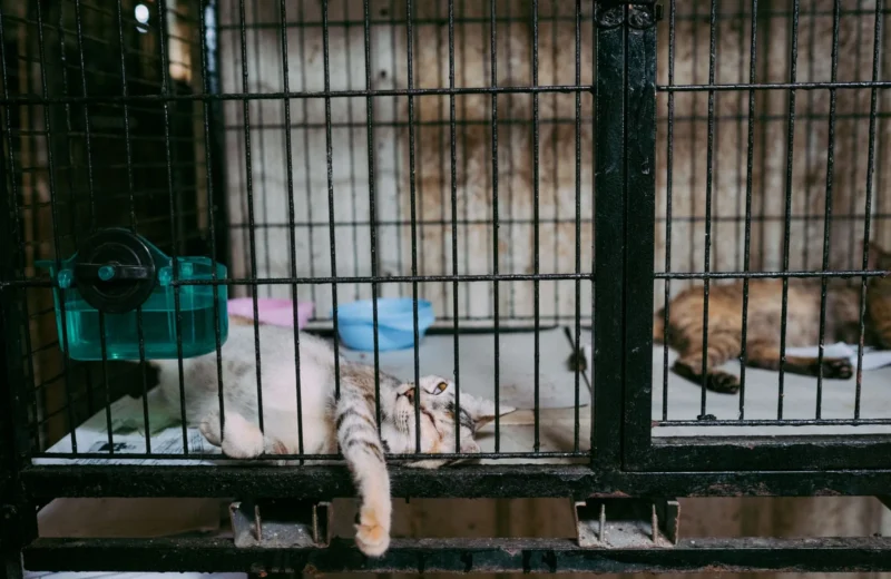 Two cats lounging inside a metal cage with bowls, showcasing domestic pets in captivity.