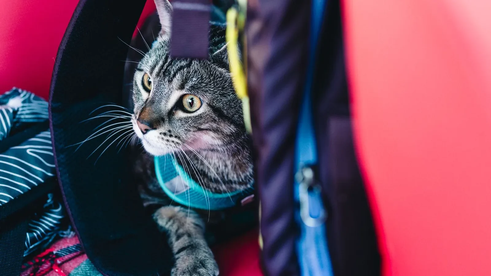 Adorable tabby cat looking out from a backpack, ready for an outdoor adventure.