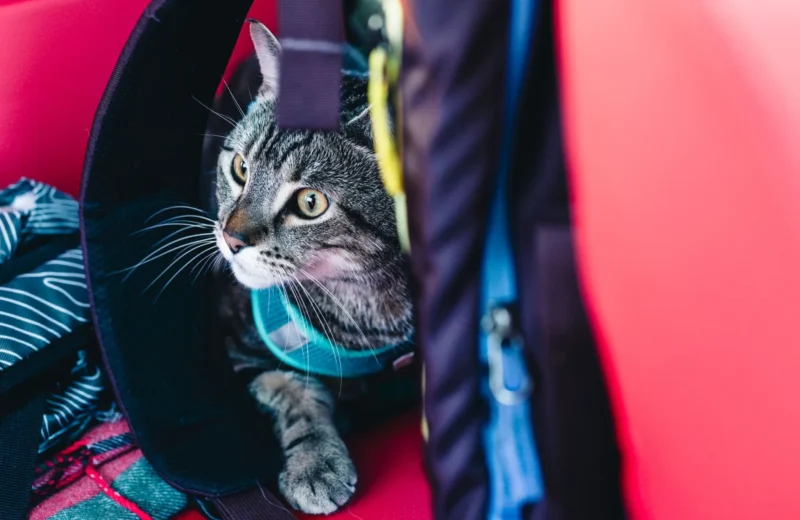 Adorable tabby cat looking out from a backpack, ready for an outdoor adventure.