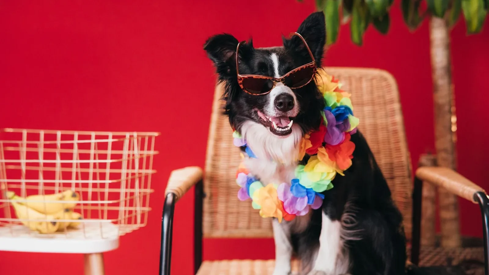 Border Collie dog sits on a chair wearing sunglasses and a colorful lei, exuding a playful vibe.