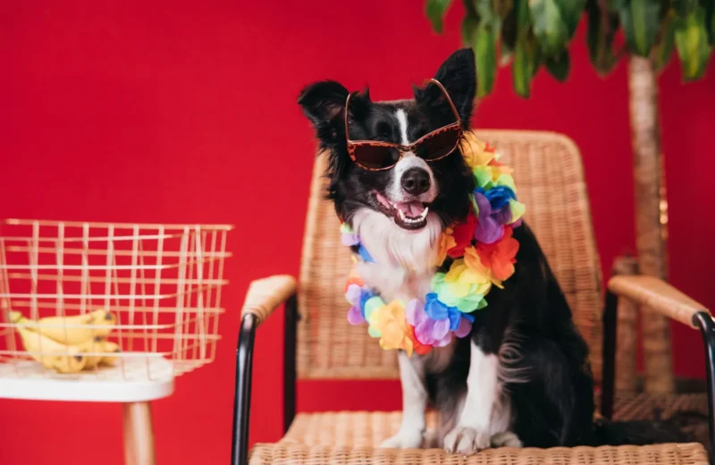 Border Collie dog sits on a chair wearing sunglasses and a colorful lei, exuding a playful vibe.