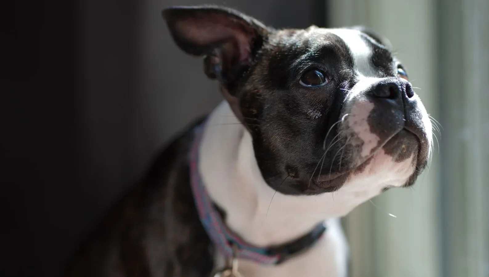 Charming Boston Terrier puppy portrait in natural indoor lighting.