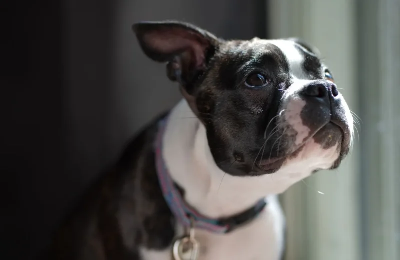 Charming Boston Terrier puppy portrait in natural indoor lighting.