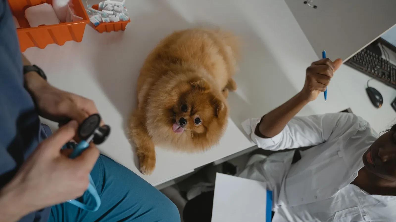 A fluffy Pomeranian dog receiving a medical checkup at a veterinary clinic, attended by professionals.
